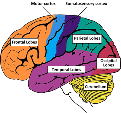 Brain graphic labeled