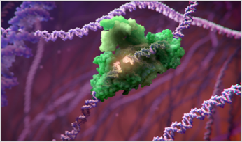 3D illustration of a DNA repair enzyme binding to a double-strand break in DNA