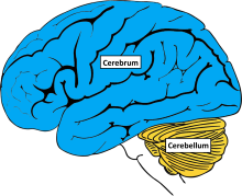 Graphic of Cerebrum and Cerebellum parts of the brain.