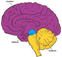 Colored graphic of brain highlighting forebrain, midbrain, hindbrain sections