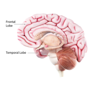 Anatomical diagram of a brain showing the frontal lobe at the front part of the brain (behind the forehead) and the temporal lobe in front of the brain stem