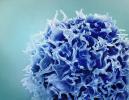 colored electron micrograph image of immune T cell
