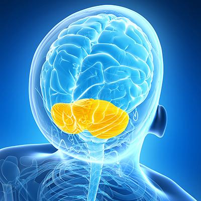 Photo of cerebellum. ©Sebastian Kaulitzki | Dreamstime.com