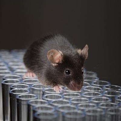 Image of test mouse atop test tubes.