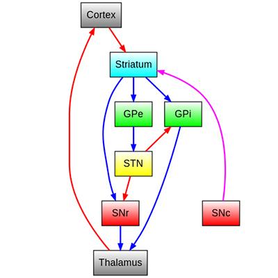 Basal ganglia diagram. Credit: By Ksd5/Wikimedia Commons: CC BY-SA 3.0
