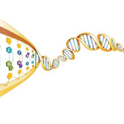  Genes are composed of a long chain-like molecule called DNA. Within a DNA chain are four types of nucleotides abbreviated as A, T, C, and G.