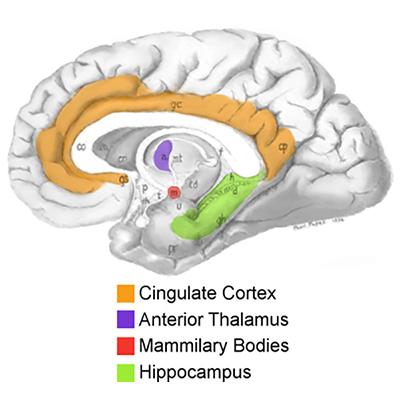 Neural systems Papez's Circuit. Barger N, et al; doi: 10.3389/fnhum.2014.00277, CC BY 3.0