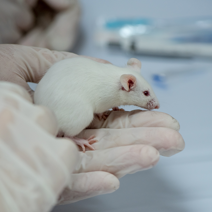 image of research mouse model