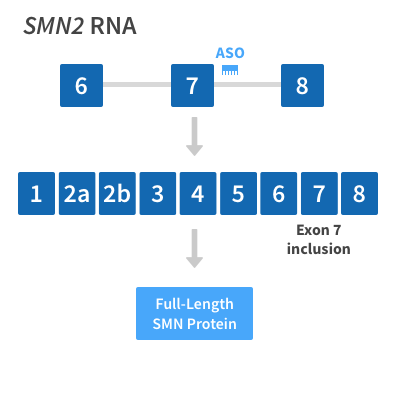 Researchers identify a regulatory element in the SMN2 gene that will become the specific target of nusinersen.
