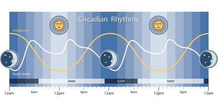 Sleep Circadian Chart