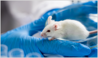a lab mouse on a person's gloved hand