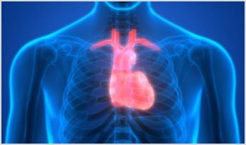 transparent image of a person with his heart showing