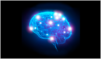 human brain