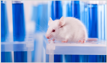 a lab mouse next to test tubes full of liquid