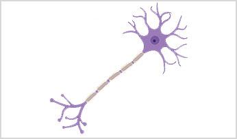 Life and Death of a Neuron thumbnail - cell dendrite neuron