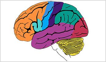 Know Your Brain thumbnail - multi-colored brain sections