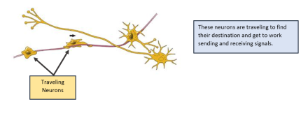 traveling neurons: these neurons are traveling to find their destination and get to work sending and receiving signals