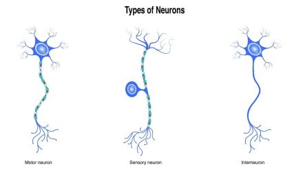 Types of neurons: motor neuron, sensory neuron, interneuron