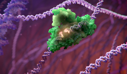 3D illustration of a DNA repair enzyme binding to a double-strand break in DNA