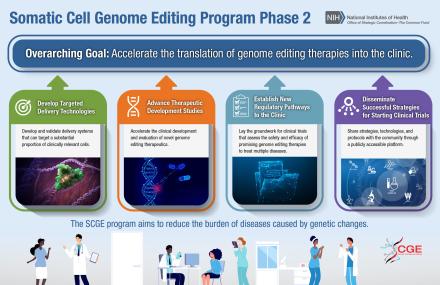 infographic showing the four components to Phase 2 of the Somatic Cell Genome Editing Program