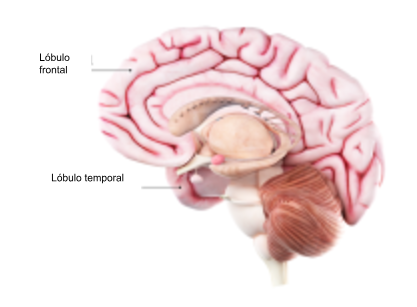 Diagrama anatómico de un cerebro que muestra el lóbulo frontal en la parte delantera del cerebro (detrás de la frente) y el lóbulo temporal delante del tronco encefálico.