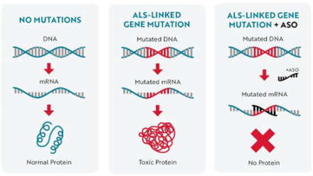 Diagram showing normal protein production, toxic protein from gene mutation, and no protein with ASO intervention.