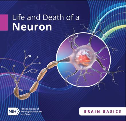 Life and Death of a Neuron publication cover page