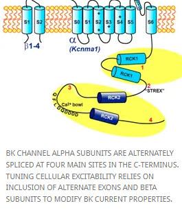 BK Channels Image