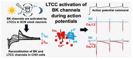 Circadian Regulation of Excitability