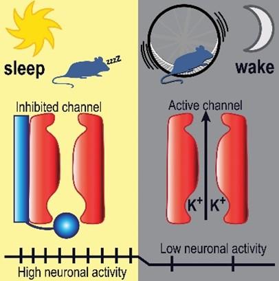 Circadian Rhythm Image