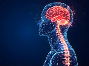 Illustration of a brain and spinal cord glowing red against a blue background.