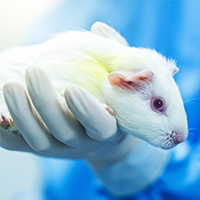Guinea pig held by in hand