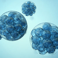 stem cells