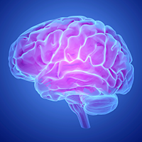 Profile of brain