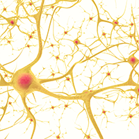 Brain Neurons