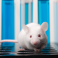 Lab mouse on test tube tray