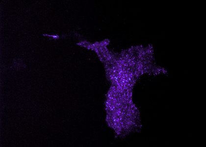 TIRF imaging of primary cortical astrocyte transfected with fluorescently tagged vGLUT3 to visualize vesicle movement