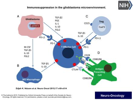 Diagram of immunosuppression in the glioblastoma microenvironment
