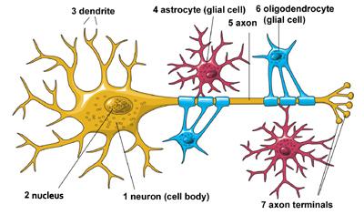Architecture of a Neuron: its parts include the cell body, nucleus, dendrite, astrocyte, axon, oligodendrocite, and axon terminals