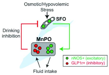 Diagram of circuits that control fluid drinking in the mouse brain.