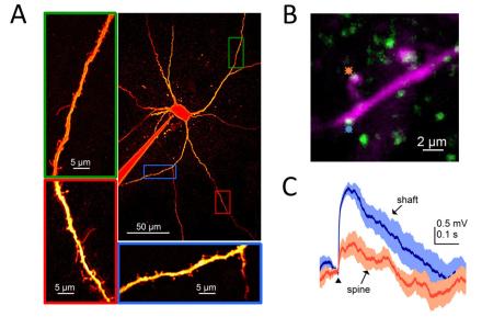 Dopamine neurons express functional spines (A) and that the size of synaptic EPSPs correlated positively with the presence of PSD-95 (green) but were substantially larger in with activation of shaft synapses (B,C). 