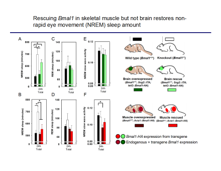Rescuing Bmal1 in skeletal muscle but not brain restores non-rapid eye movement (NREM) sleep amount.