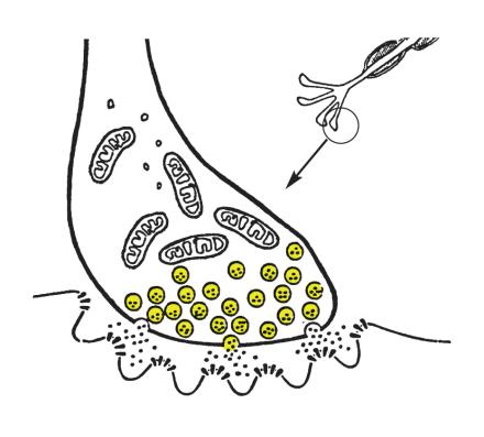 Cell Body