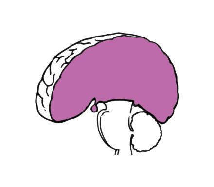 Forebrain