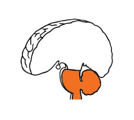 Hindbrain