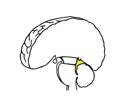 Midbrain