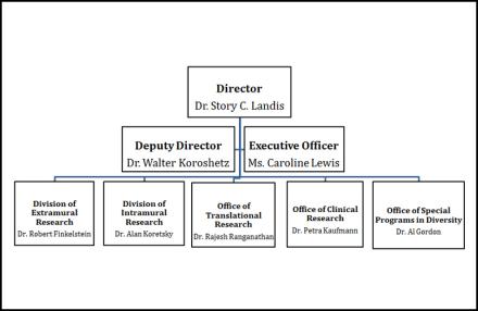 org chart of NINDS senior staff