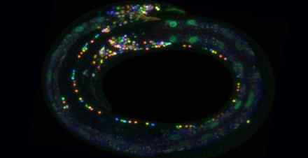 A color coded Neuron in C. elegans Hobert Lab