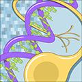 neuron cell and DNA helix with matrix background