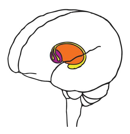 Inner Brain